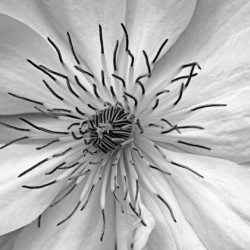 Clematis White